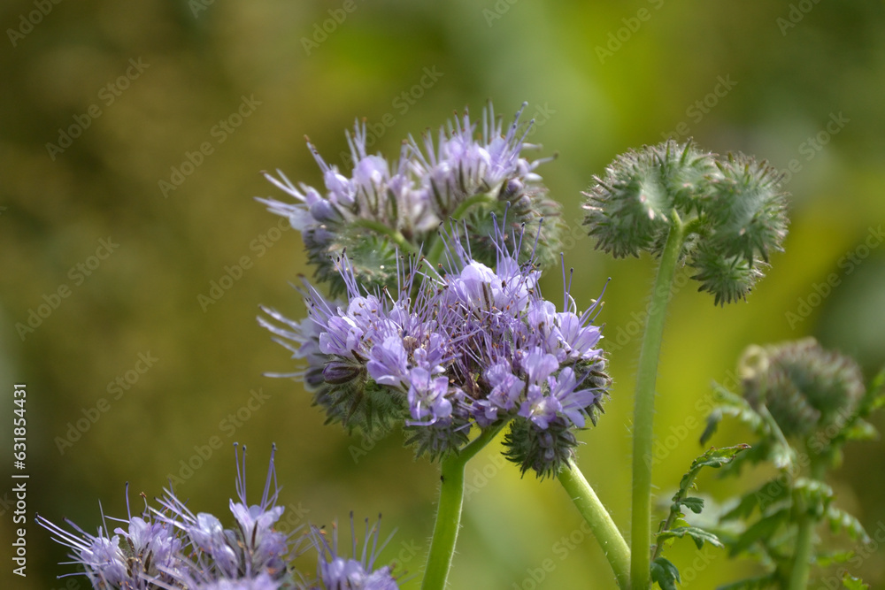 A flower n lilac on a stem A flower n lilac on a stem