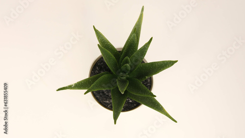 rosemary in a pot on white background
