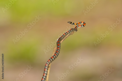 Twin-barred tree snake in national park Thailand