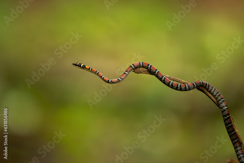 Twin-barred tree snake in national park Thailand