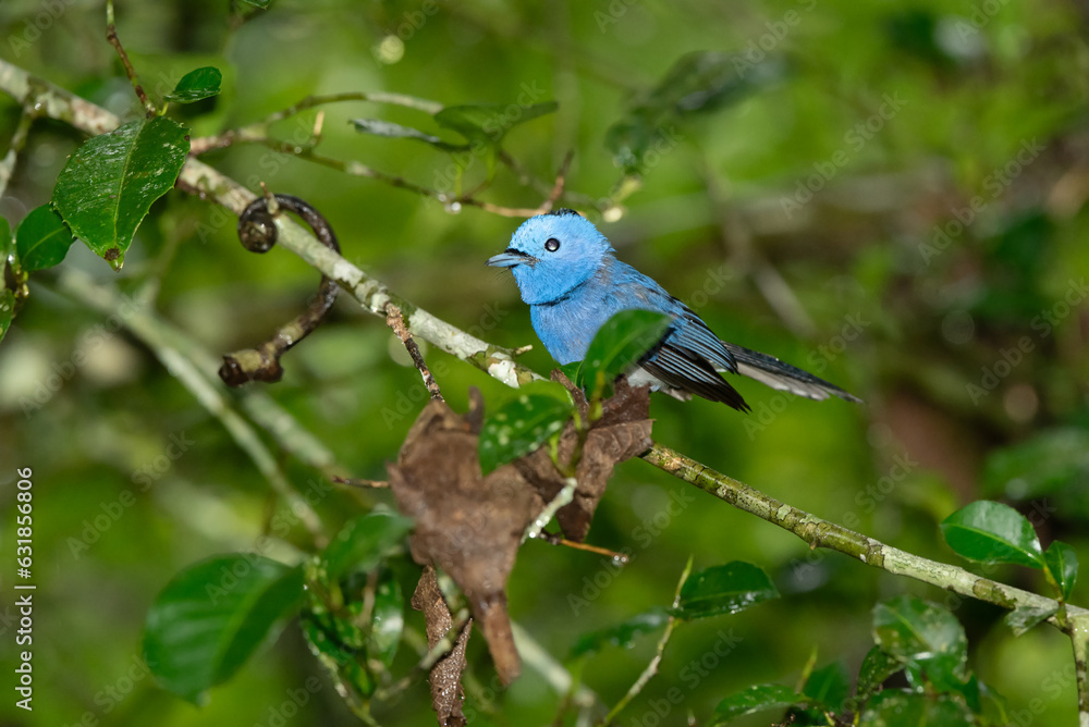 Obraz premium Black-naped Monarch in the rain forest in Thailand