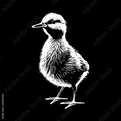 Chick Sketch Illustration 