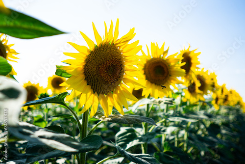 Beautiful sunflower on a sunny day with a natural background. Selective focus. High quality photo