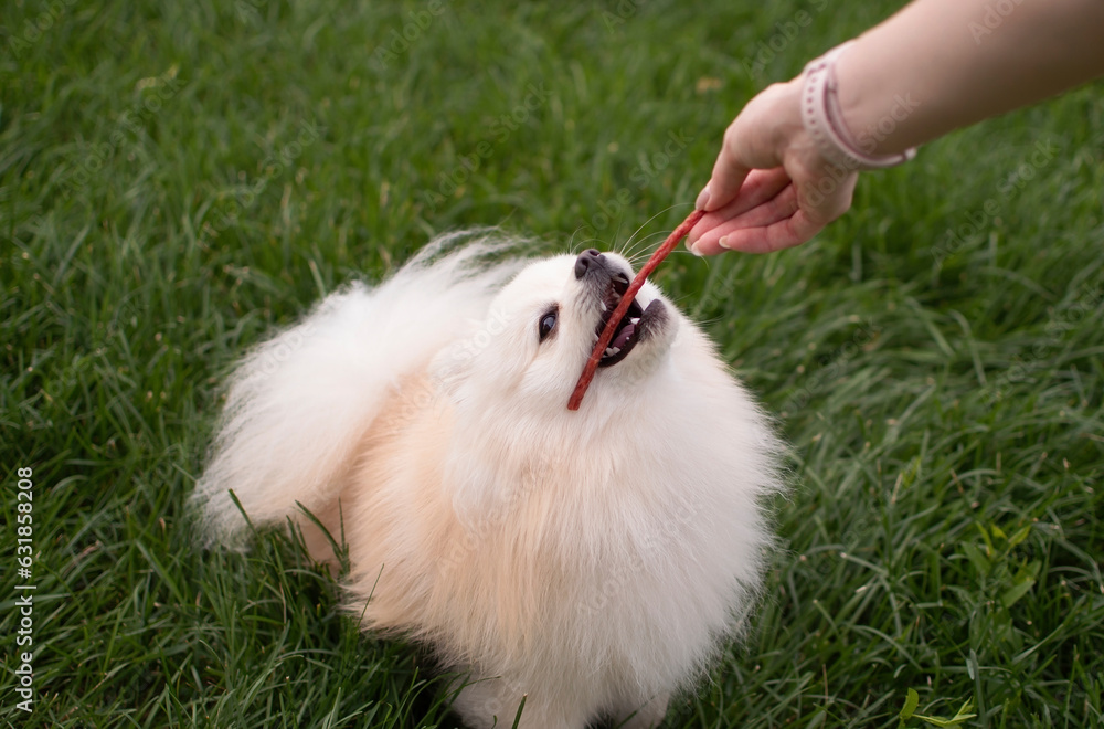 Happy and happy Pomeranian puppy chews, eats snack, cleans teeth from plaque lying on green grass. Prevention of tartar. Feeding dog. Concept of favorite pets