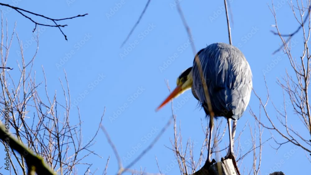gray heront, Ardea cinerea, massive longlegged wading bird with long