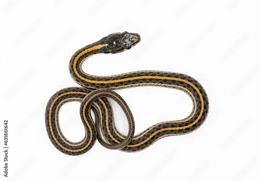 Plains Garter Snake Isolated on White Plains Garter Snake Isolated on White