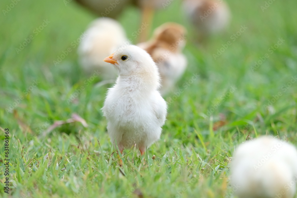 The chick is standing on the grass field