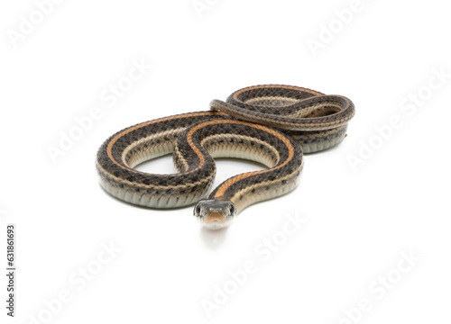 Plains Garter Snake Isolated on White