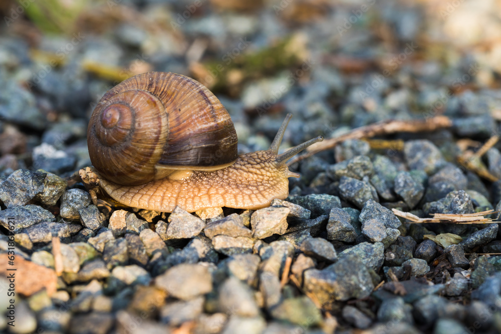 Snail in natural habitat, closeup of Helix pomatia. Snail in natural habitat, closeup of Helix pomatia.