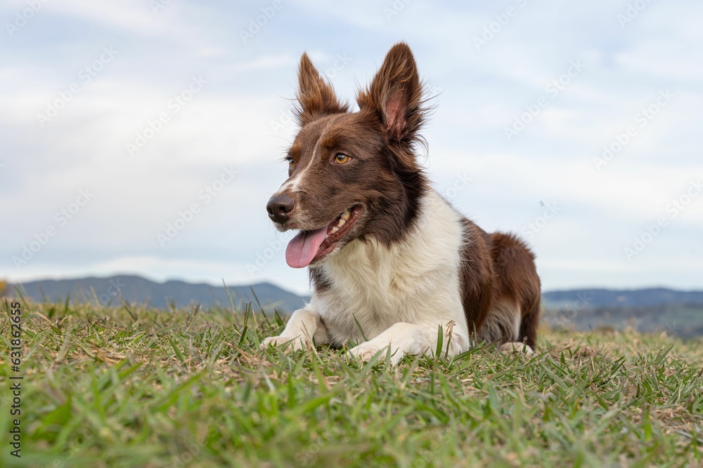 Brown and white Border Collie in a lush green field on a sunny day