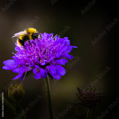 Une Abeille Sur Une Fleur Violette