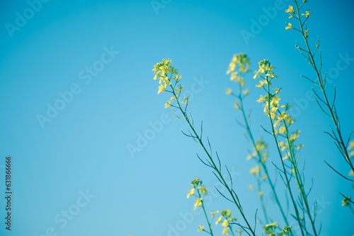 Vibrant yellow mustard plant in full bloom against an idyllic blue sky backdrop