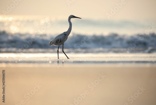 Closeup of a gray heron walking on sandy beach at golden hour © Sunanda/Wirestock Creators