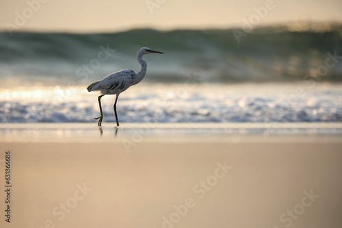 Closeup of a gray heron walking on sandy beach at golden hour