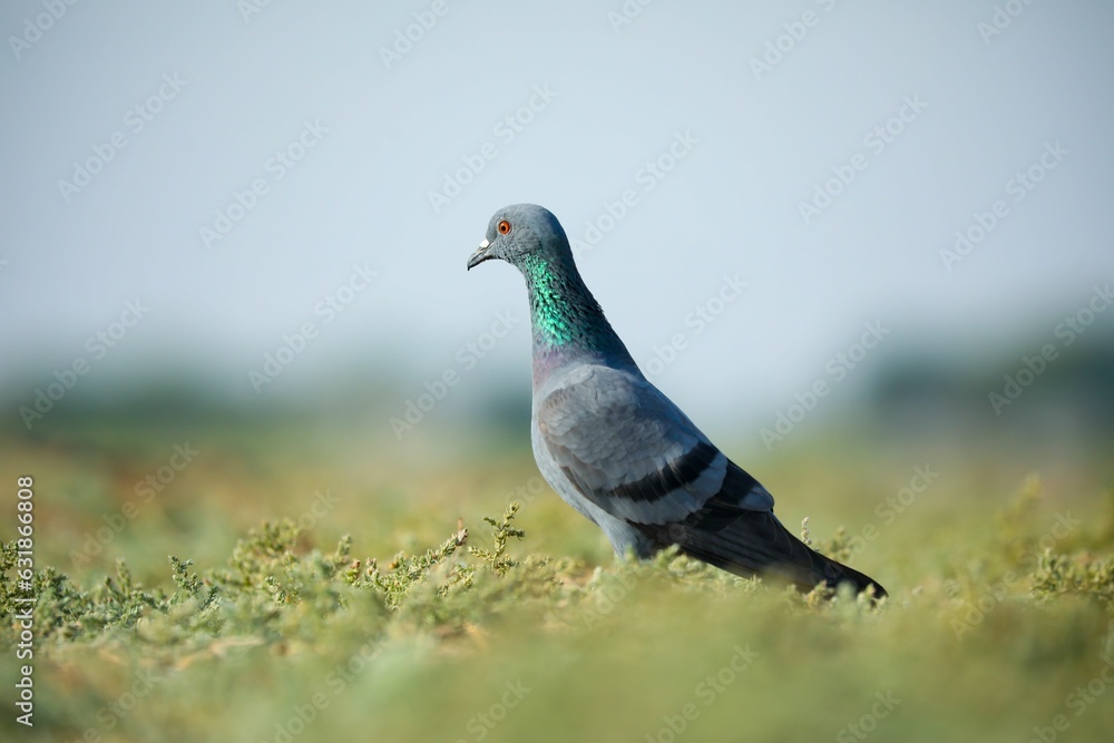 Selective focus shot of a gray pigeon perched on a grassy field Selective focus shot of a gray pigeon perched on a grassy field