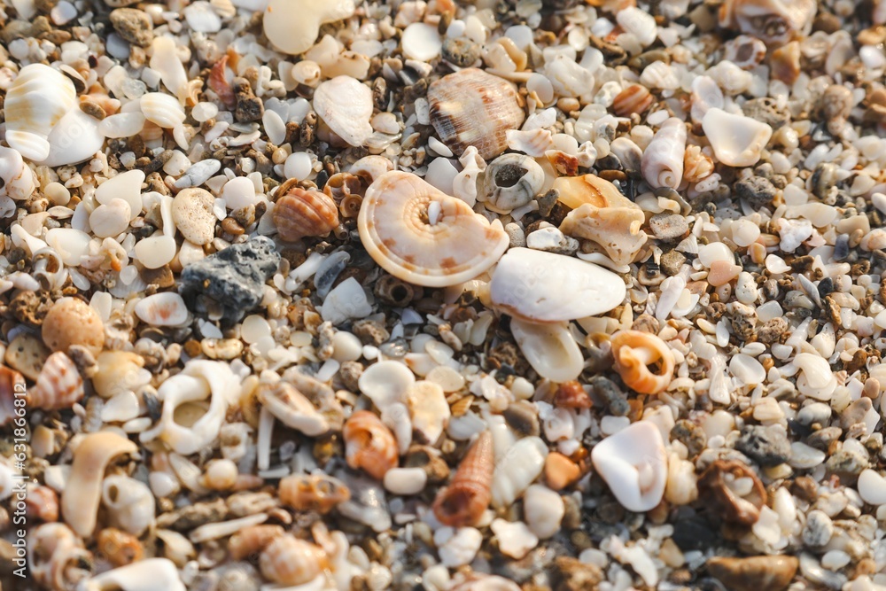 Closeup shot of small pebbles and seashells on a beach