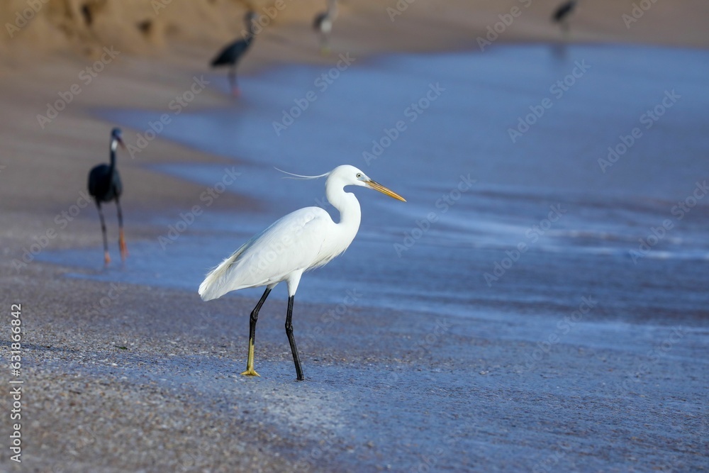 Egret bird perched on a sandy beach near the oceanside Egret bird perched on a sandy beach near the oceanside