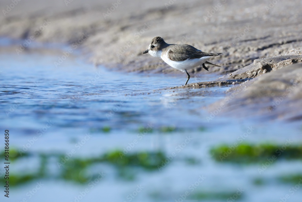 Sandpiper bird perched in the shallow waters of a rocky environment on a seashore Sandpiper bird perched in the shallow waters of a rocky environment on a seashore