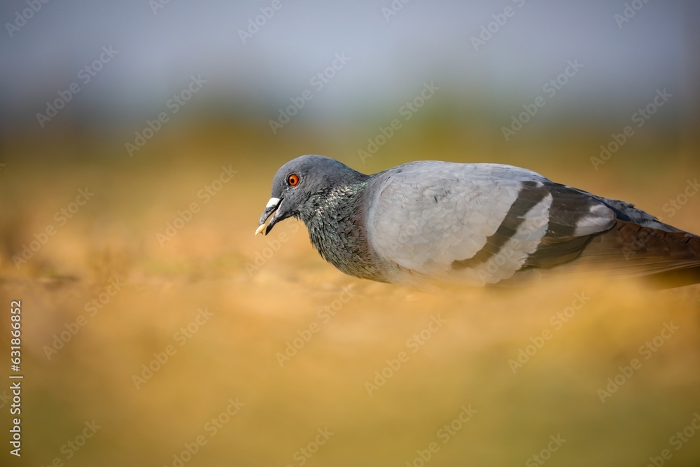 Obraz premium Pigeon enjoying a meal of food found in the brown grass of a vast outdoor field