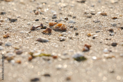 Shells and sand on the beach in the sunlight