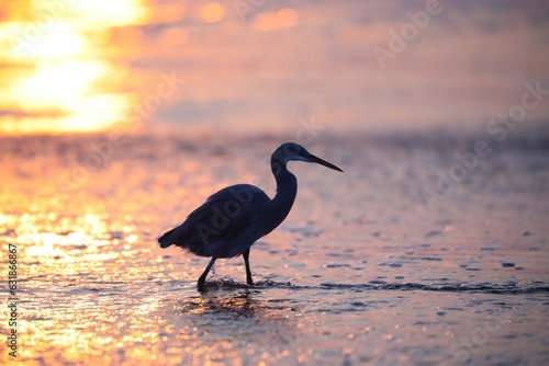 Heron strolling along a sandy beach near the crashing waves of the ocean at sunset