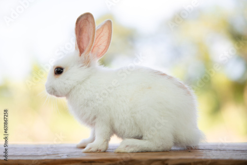 Rabbit sit on the wood with light bokeh form nature background. Easter day