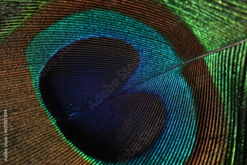 closeup of the center of a peacock feather feather feathered © Sunanda/Wirestock Creators