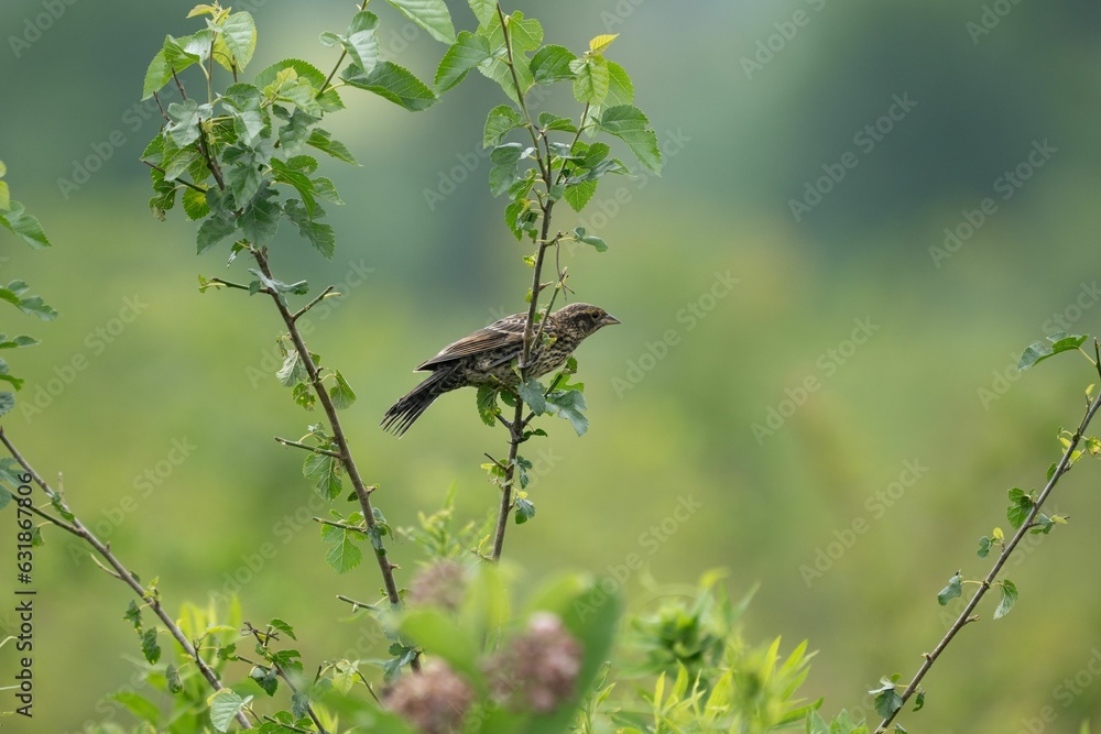 Young red-winged blackbird perched on a twig Young red-winged blackbird perched on a twig