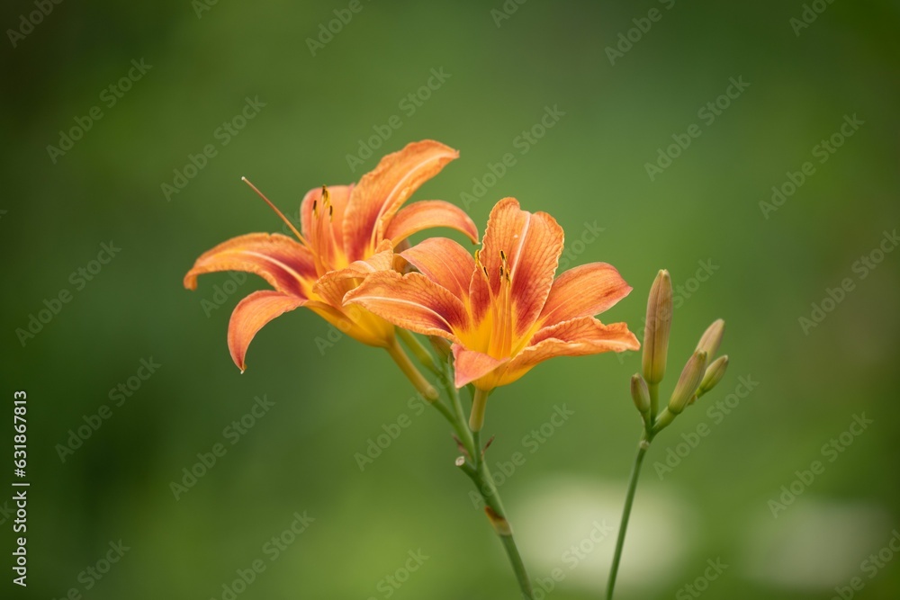 Closeup of two beautiful orange day-lilies isolated on a green background.
