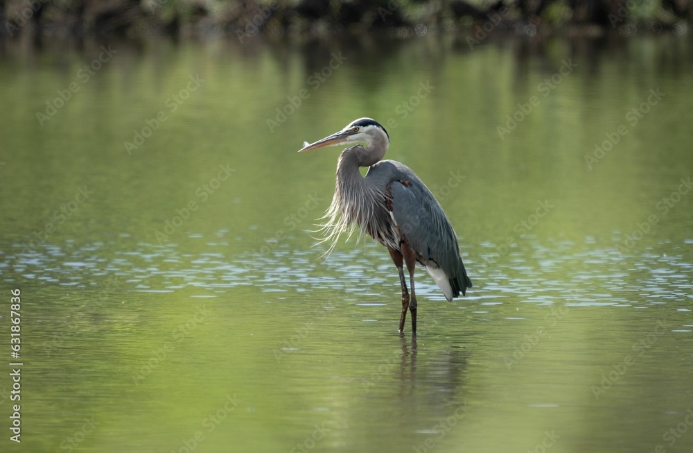 Majestic gray heron bird perched in a tranquil lake Majestic gray heron bird perched in a tranquil lake