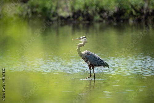 a heron standing on top of a lake next to trees