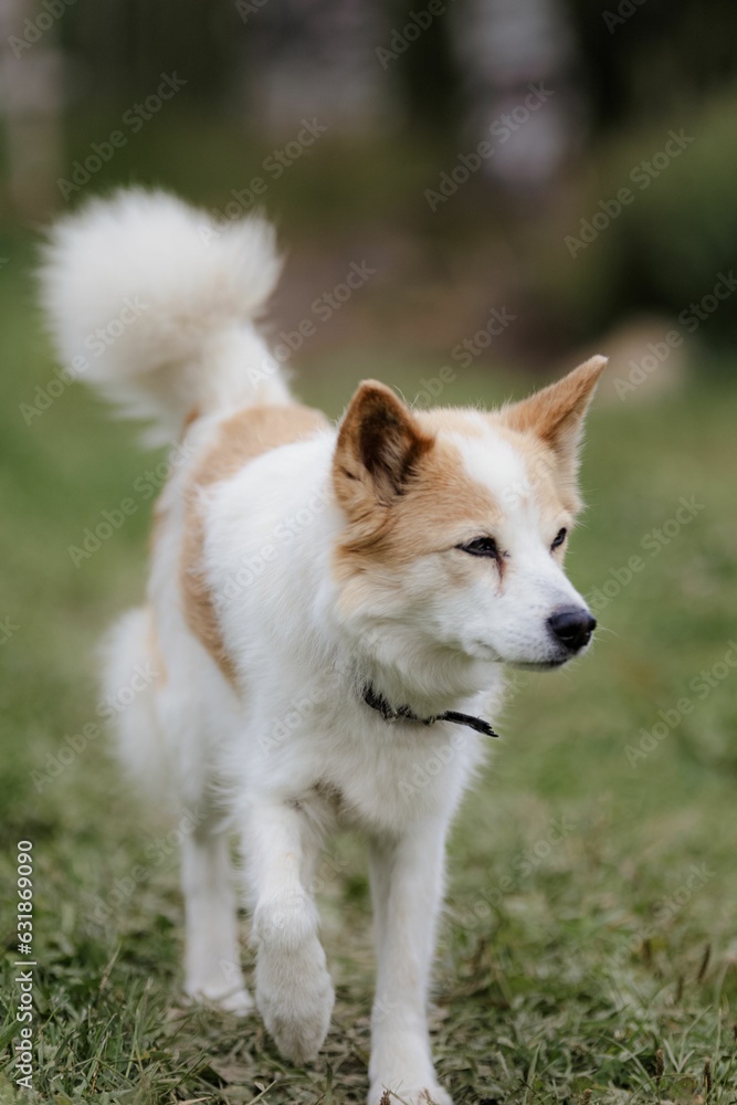 Vertical shot of a Norrbottenspets on a leash in a field with a blurry background