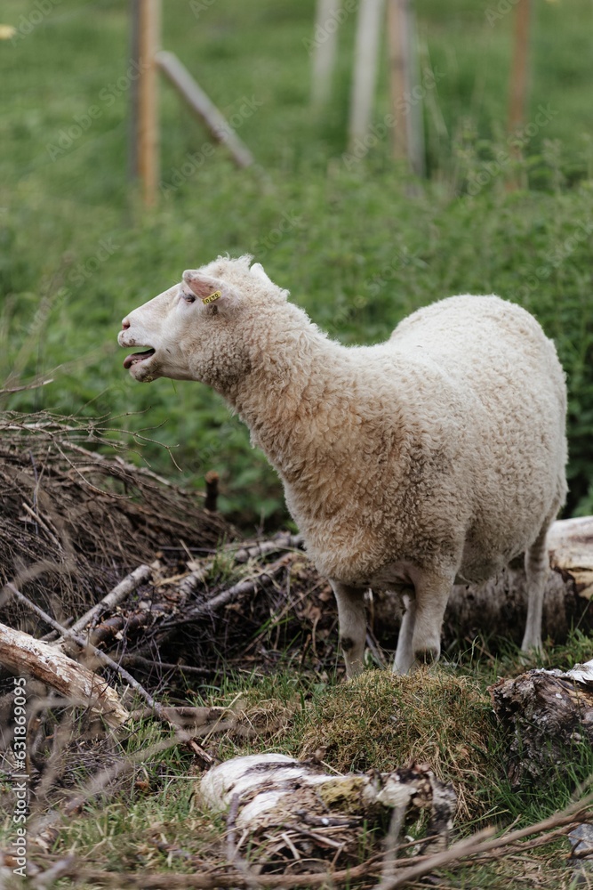 Vertical shot of sheep grazing in a field in the daylight with a blurry background Vertical shot of sheep grazing in a field in the daylight with a blurry background