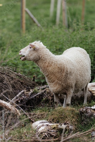 Obraz na plátně Vertical shot of sheep grazing in a field in the daylight with a blurry backgrou