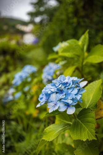 Closeup of a French hydrangea in a lush green with a blurry background in Madeira Island, Funchal