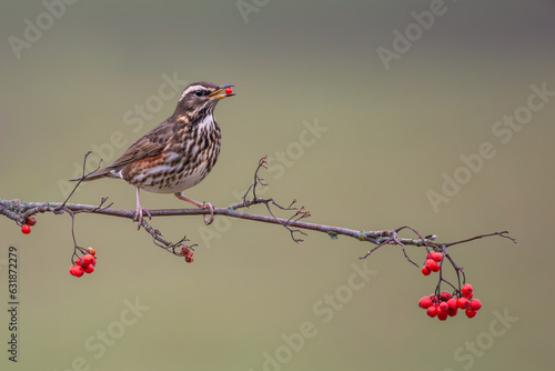 Redwing perched eating red berries