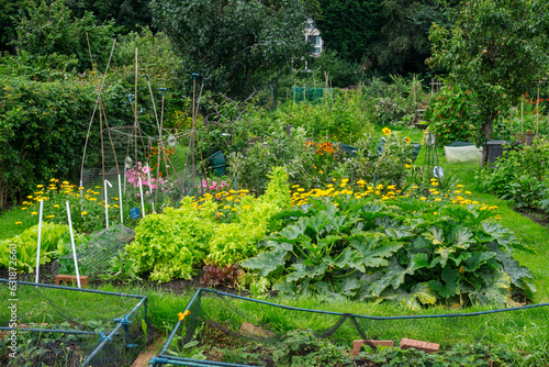 A view over the allotment in August.