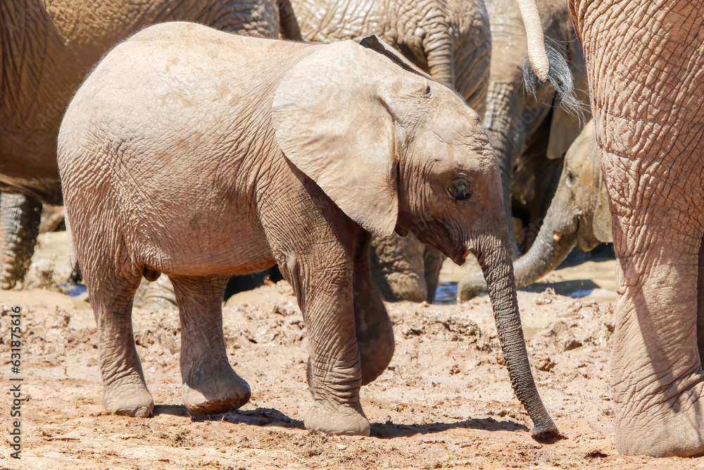 Fototapeta premium Elephant in ethosa national park, Namibia