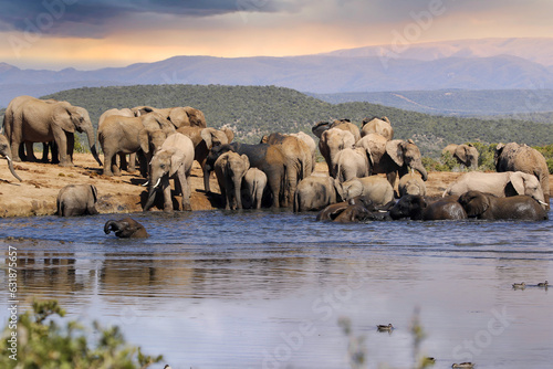 Elephants in addo National Park, South Africa