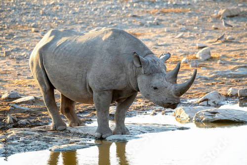 Rhino in ethosa national park, Namibia
