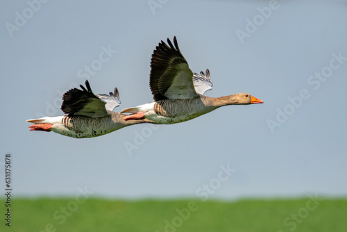 Tableau sur toile Fliegende Graugänse