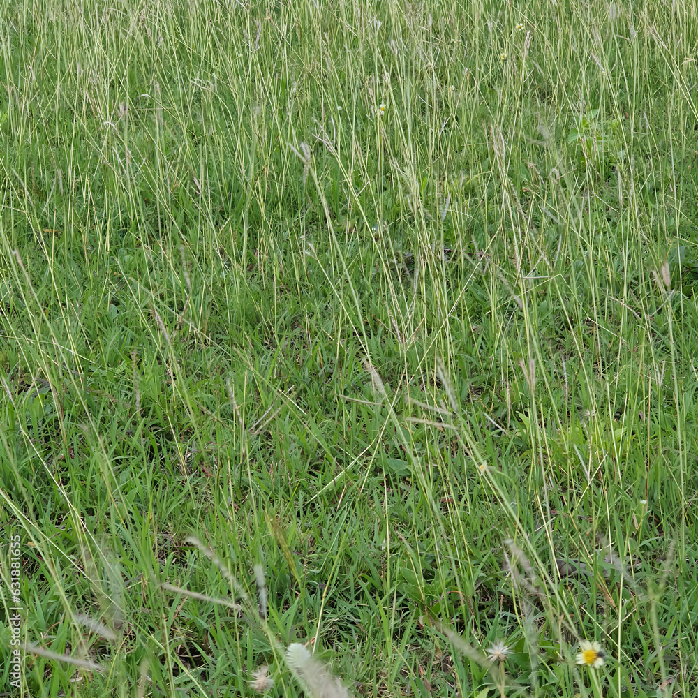 Obraz premium Grass on the meadow in a tropical country during the summer season under the hot sun.