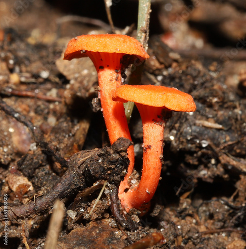 Close up of fruiting bodies of Red Chanterelle mushrooms (Cantharellus cinnabarinus). photo