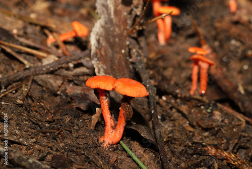 Red Chanterelle mushrooms growing in the forest soil (Cantharellus cinnabarinus). photo