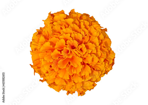 Beautiful orange marigold flower isolated on transparent background. Bright orange tagetes, African marigolds flower. Orange head flower of cempasuchil used in Mexico s altars on the day of dead.