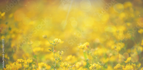 banner Natural floral background. Beautiful field of yellow wildflowers