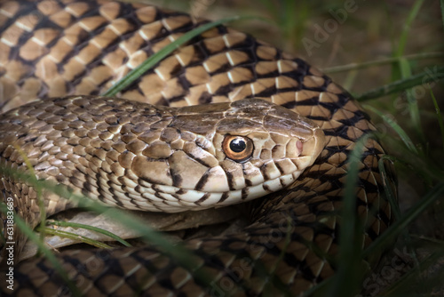 Indian rat snake portrait