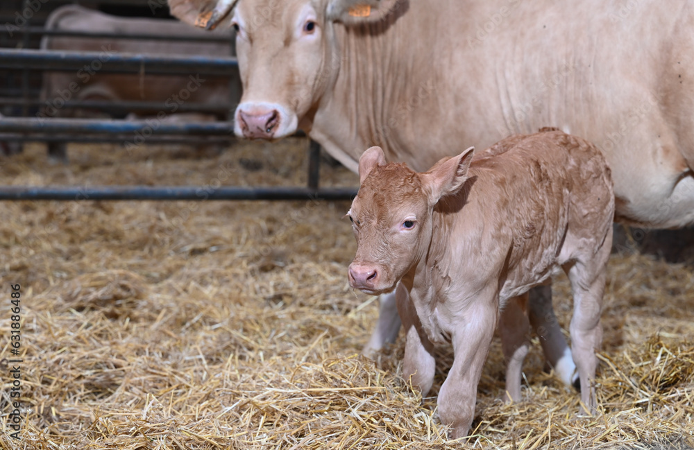 agriculture ferme betail vache veau taureau lait boeuf elevage bio Wallonie Belgique jeune agriculture ferme betail vache veau taureau lait boeuf elevage bio Wallonie Belgique jeune