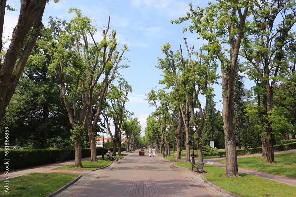 Szpaler drzew w parku w Ciechocinku.