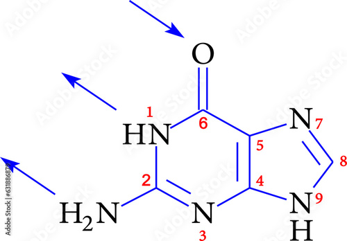 structure of guanine , vector illustration